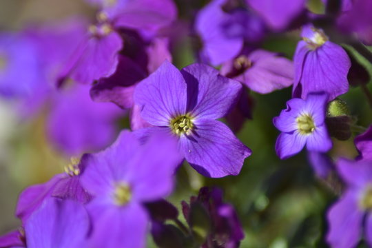 Bl&uuml;hende Blaukissen (Aubrieta)