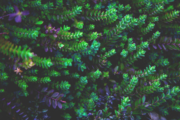 Colorful plant background.