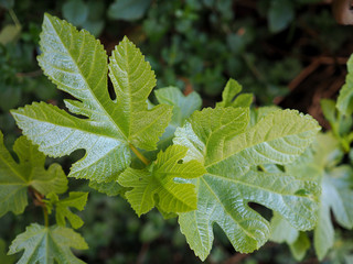 Hojas de higuera. Fondo de naturaleza.