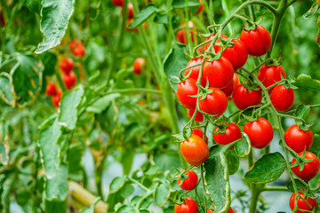 Fresh ripe red tomatoes plant growth in organic greenhouse garden ready to harvest