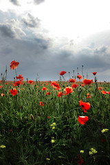 Fototapeta na wymiar the flowers - a poppy in the field. the dark sky