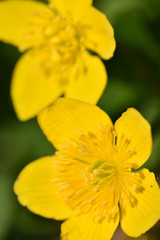 Macro image of Marsh Marigolds 