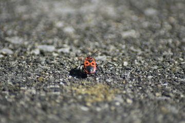 Gemeine Feuerwanze (Pyrrhocoris apterus) 