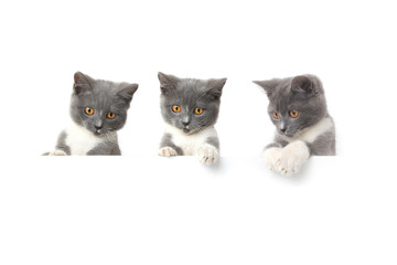 three cat isolated on white background