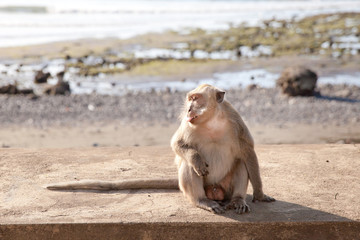 Monkey sitting on the waterfront alone