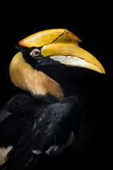 Great hornbill - Buceros bicornis - isolated on black background