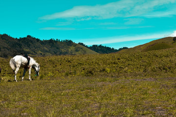 Scenic Green grass field view of rolling countryside green farm fields with horse