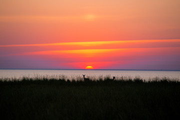 deer on sunset background