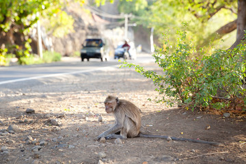 Monkey sitting on the side of the road.