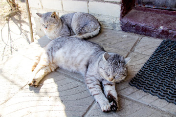 Two gray striped cats in the sun. Views of the village