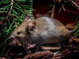 Die Hausmaus (Mus musculus)