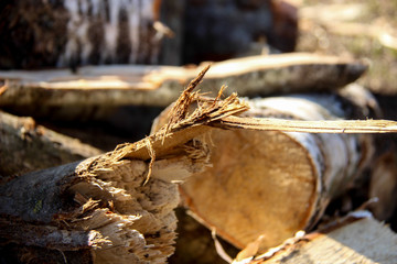 Sawed tree with scraps