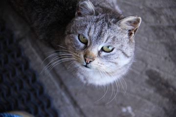 Gray striped cat looks up