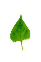 Image of green leaf on white background. Nature.
