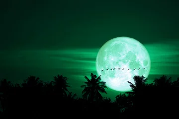 Crédence de cuisine en verre imprimé Pleine Lune arbre pleine lune d& 39 oeufs de retour sur la silhouette borde le ciel nocturne
