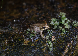 Little frog