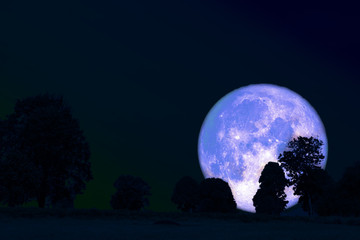 Fototapeta na wymiar full flower moon back on silhouette plant and trees on night sky