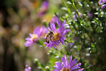 Bee sits on a purple flower