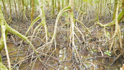 Mangrove forest  the amazing forest and bridge  root over the sea at  the place that tourist must go to visit and sight seeing at Trad,Thailand.