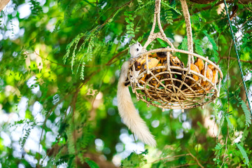 Squirrel trickling fruit in basket hanging on a tree
