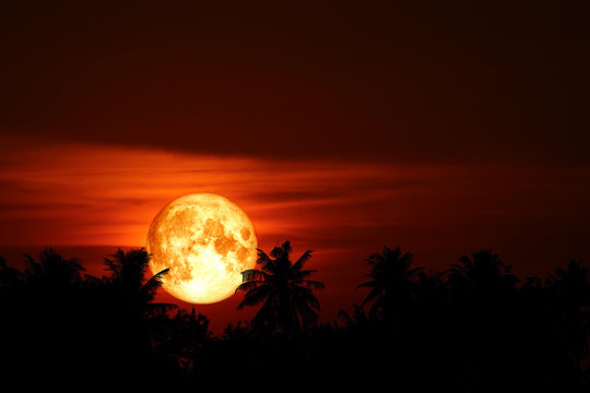 super blood moon back on silhouette coconuts tree on night sky