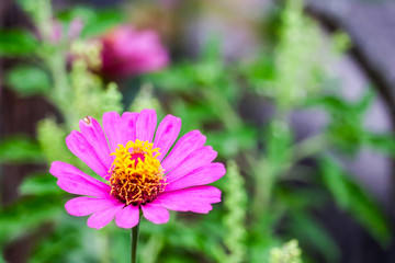 Obraz premium Zinnias magenta color blooming and blur leaves background