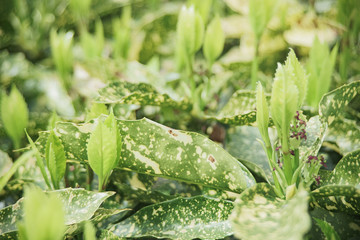 fresh green in spring