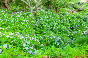紫陽花の群落、静岡県下田市下田公園にて