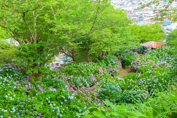 紫陽花の群落、静岡県下田市下田公園にて
