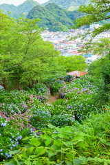 紫陽花の群落、静岡県下田市下田公園にて