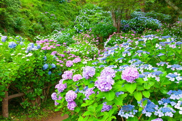 紫陽花の群落、静岡県下田市下田公園にて