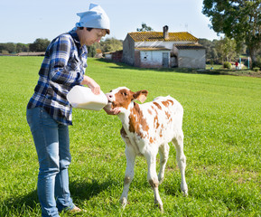 female employee feeding newborn calf on grass pasture