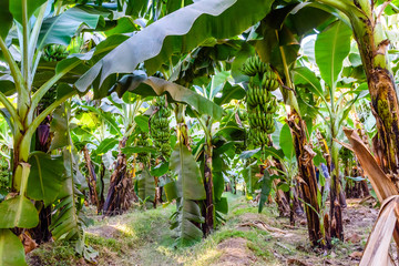 Plantation of the green banana trees on summer