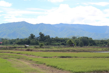 Fototapeta premium landscape with green field and blue sky