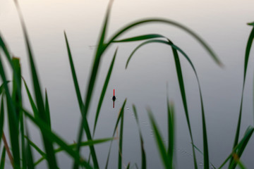 fishing float in the reeds