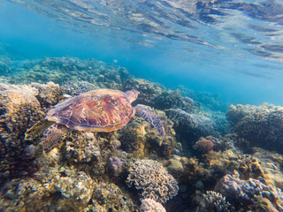 Fototapeta na wymiar Turtle swimming underwater