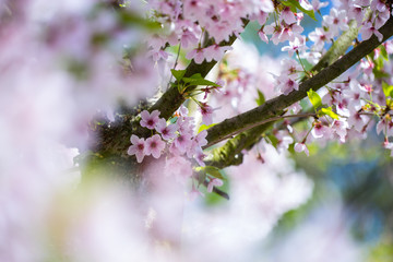 Nahaufnahme von hellrosa Kirschblüten im sonnigen Frühling