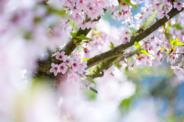 Nahaufnahme von hellrosa Kirschblüten im sonnigen Frühling