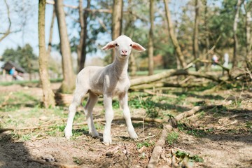 Cute lamb staying on weak legs in the forrest on bio farm.