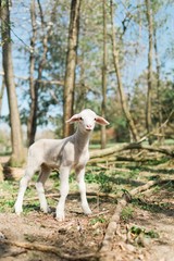Cute lamb staying on weak legs in the forrest on bio farm.