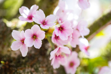Nahaufnahme von hellrosa Kirschblüten im sonnigen Frühling