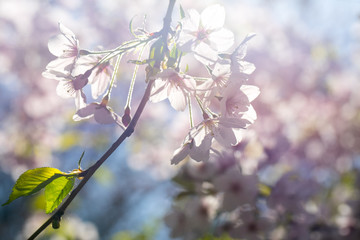 Nahaufnahme von hellrosa Kirschblüten im sonnigen Frühling