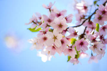 Fototapeta premium Nahaufnahme von hellrosa Kirschblüten im sonnigen Frühling