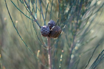 pine cone on tree