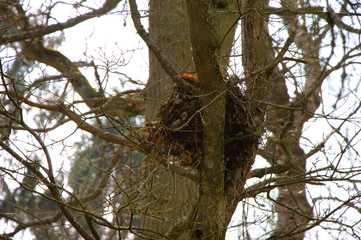 Nest of a grey squirrel on a tree in Great Britain.