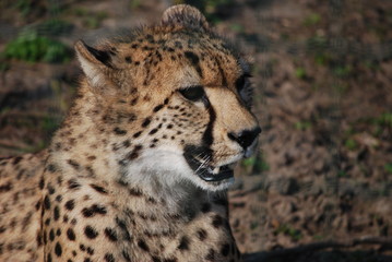 Guépard