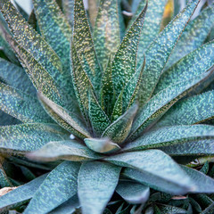 Aloe Vera plants, tropical green plants in natural environment