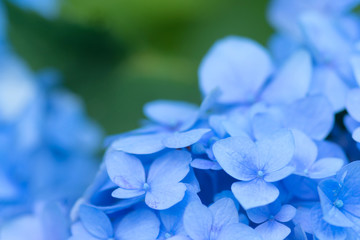青い紫陽花の花