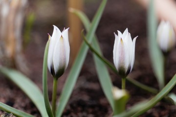 Flower of the wild tulip, Tulipa humilis