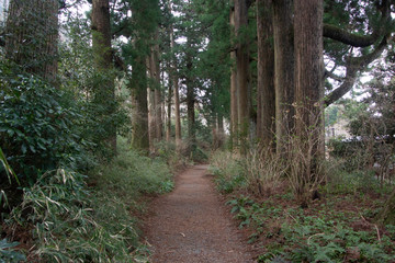 Cedar avenue, Tokaido, Hakone Japan